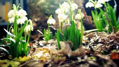 三年级语文课外阅读《我喜欢》赏析|心田花开