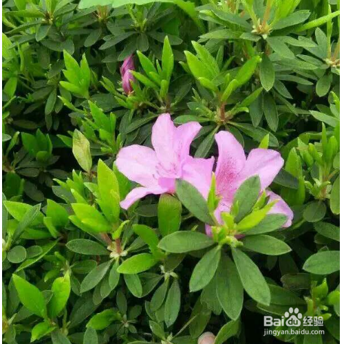 毛娟有哪些养殖方法