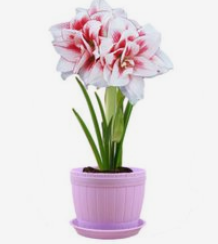 冬天怎么养护才能让彩色马蹄莲开花