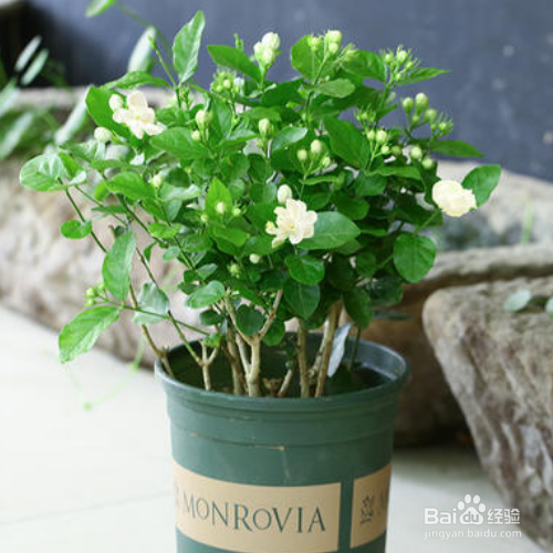 茉莉花的养护技巧有哪些?