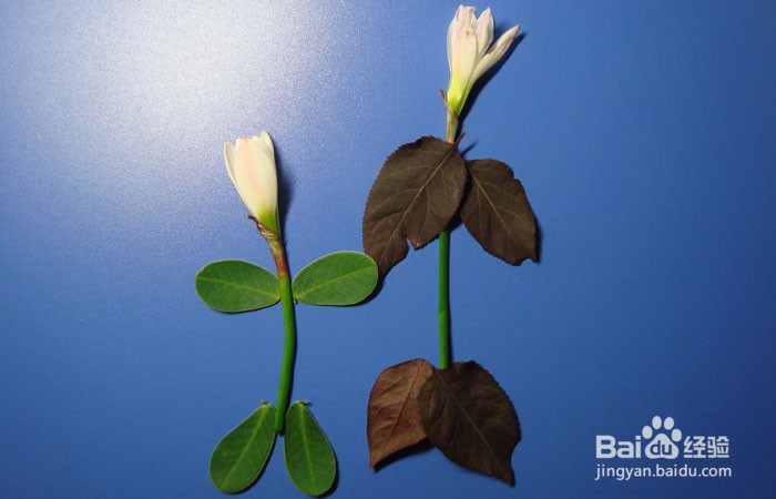 植物艺术画拼装旅行中的女孩