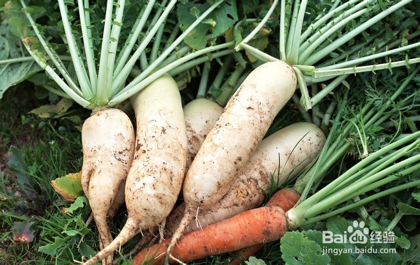 冬吃萝卜好处多