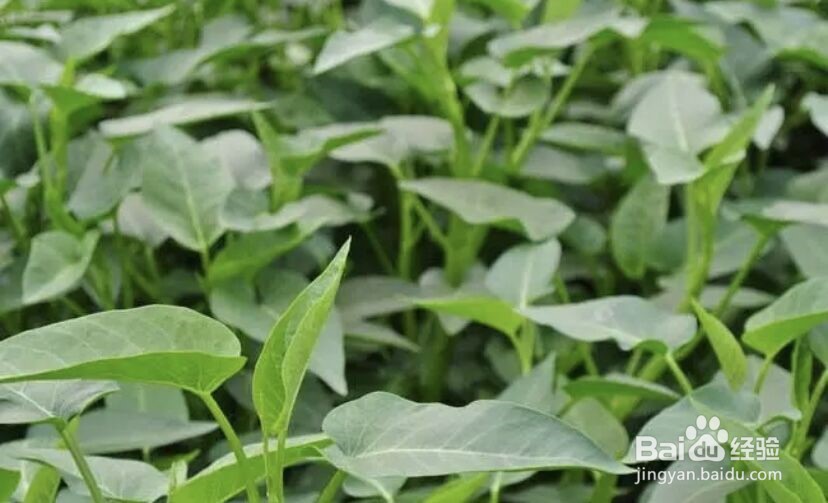 夏天种什么青菜