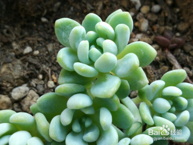 凝脂莲怎么护养？