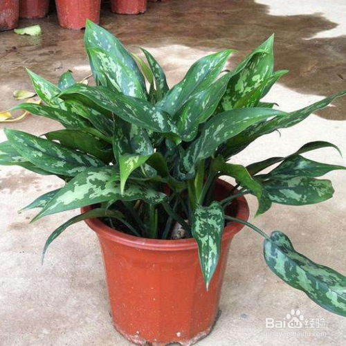 黑美人的培育方法和注意事项