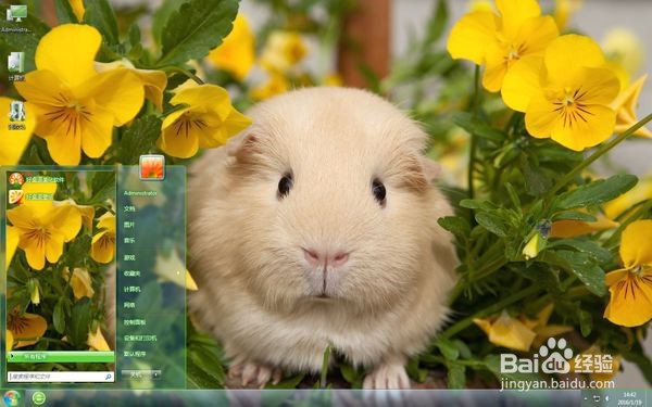 荷兰猪绝育要注意什么?