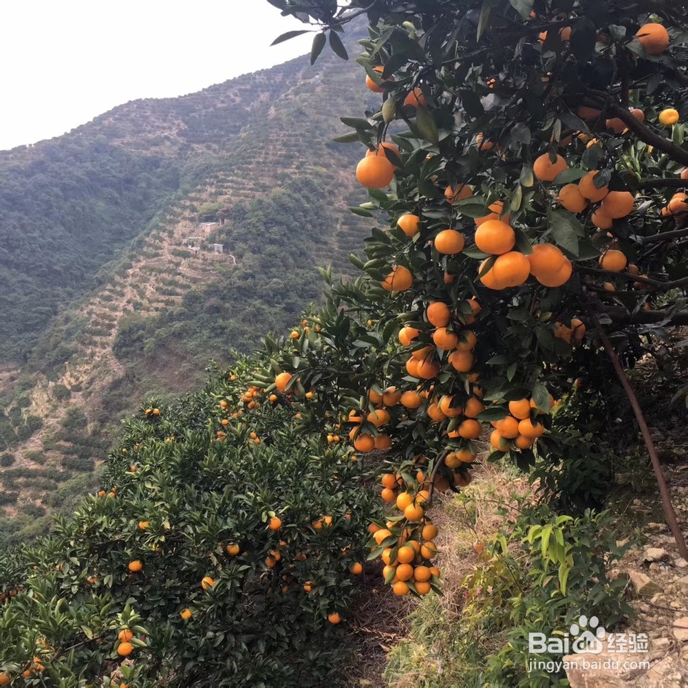 临海涌泉蜜桔什么时候上市呢