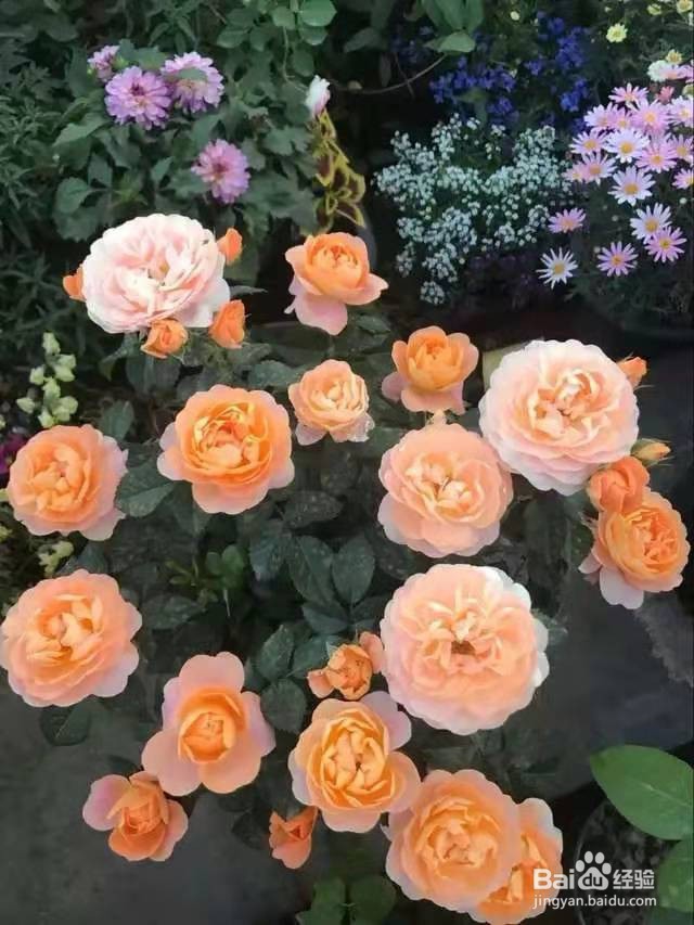 花盆里浇1勺，7天后叶绿根壮，重新爆满盆