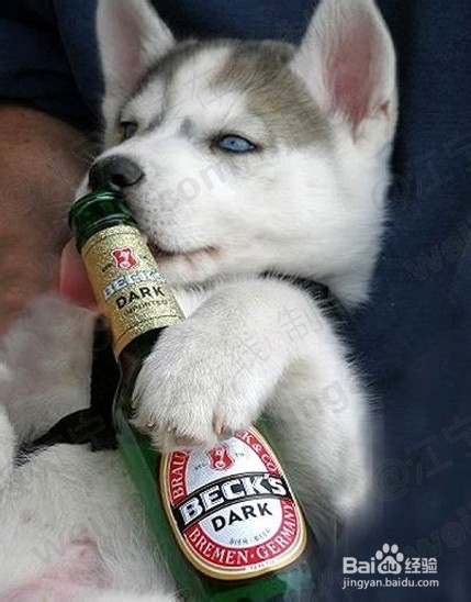 如何给狗狗补充钙 百度经验