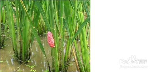 水草里的虫卵怎么杀死 百度经验 水草里的虫卵怎么杀死 百度经验