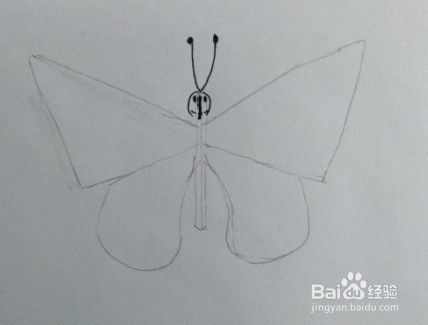 蝴蝶画法教程（9）怎么画，如何画蝴蝶？线描画