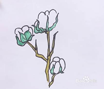 棉花的简笔画怎么画