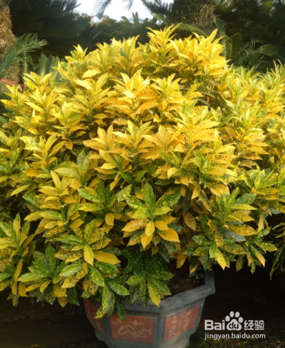 养花护花小常识!