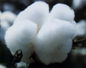 解读内衣材质，挑件好内衣