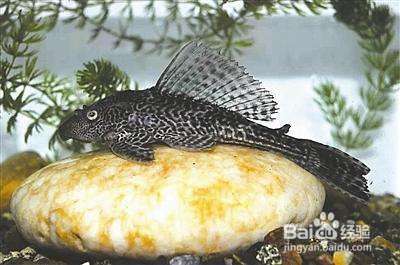 养什么能清理鱼缸粪便