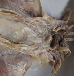 海鲜处理有妙招之一（墨鱼干）