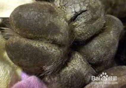 狗狗脚掌干裂怎么办