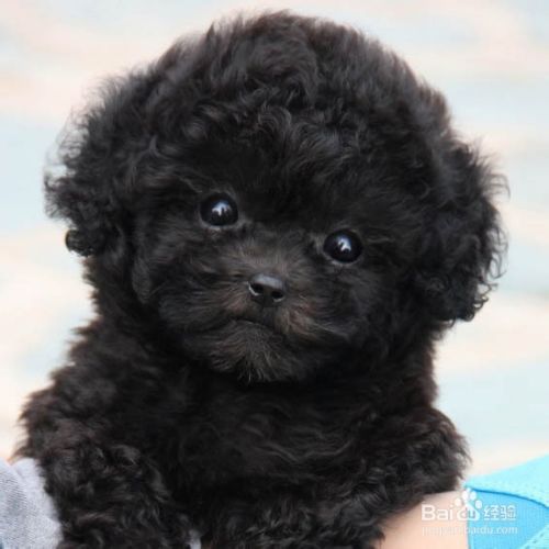 贵宾幼犬饮食注意事项 百度经验