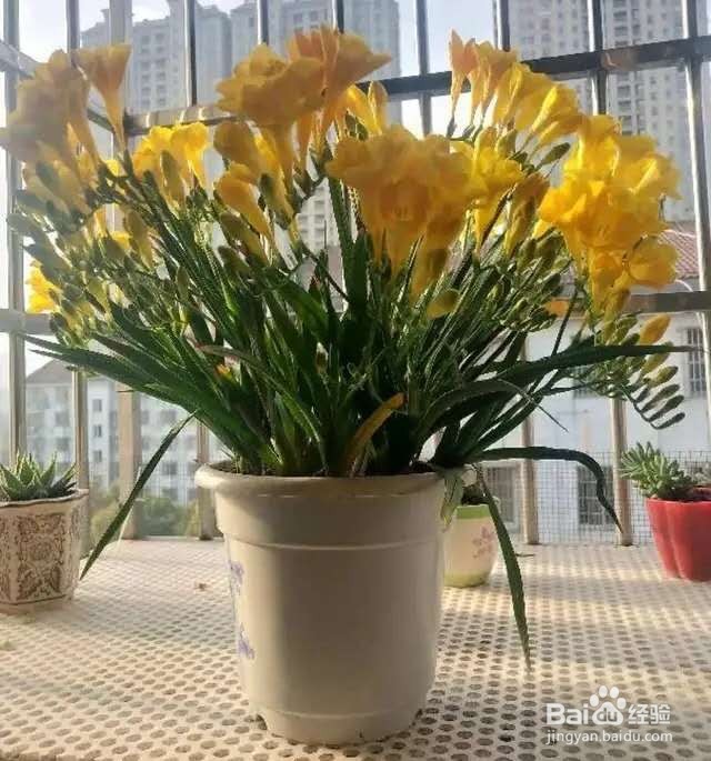 1种花一看像草,开花五颜六色,香味儿特高级