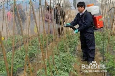 磷酸二氢钾的用量和方法