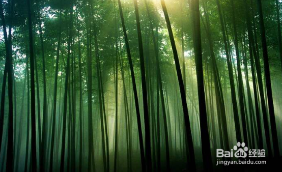 竹子叶子发黄是怎么回事?