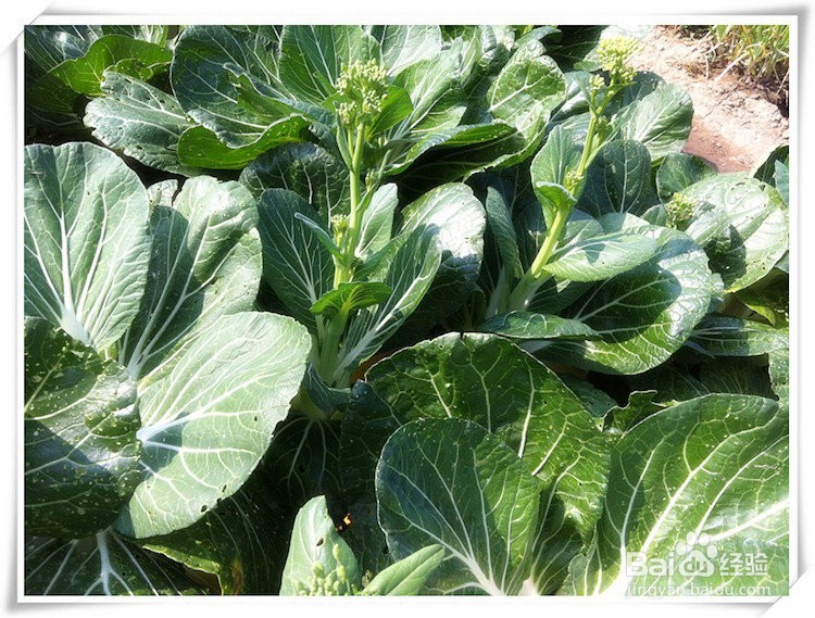 蒜蓉菜心怎么做