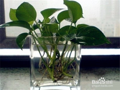 绿萝繁殖方式之绿萝扦插步骤图解