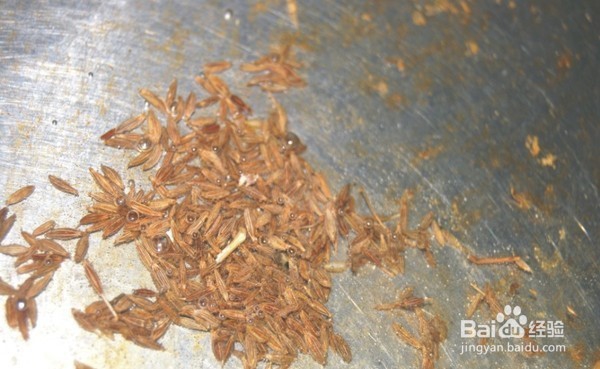 孜然香酥小黄豆的简单做法