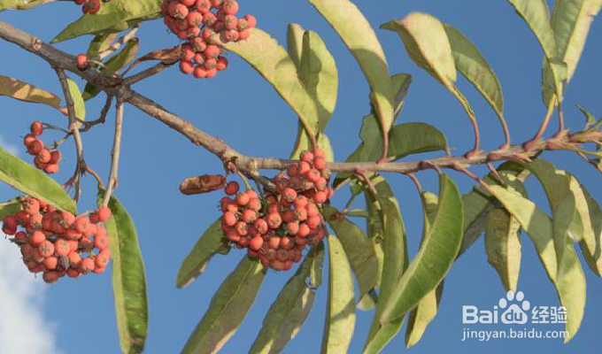 红果树怎么种植