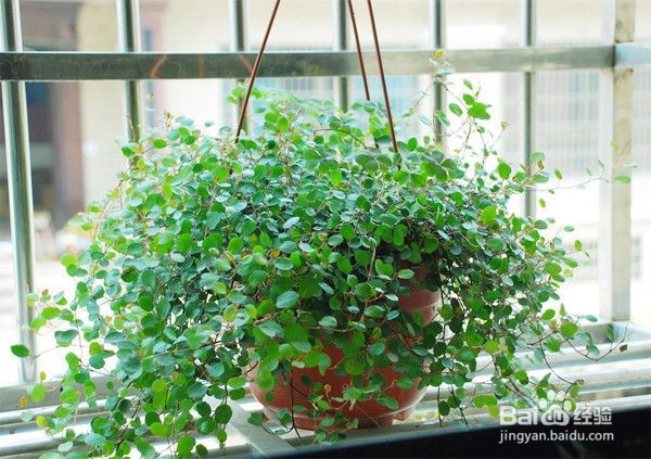 千叶吊兰怎么繁殖