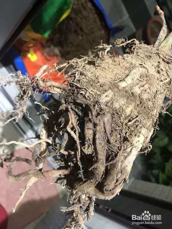 不修根,换盆等于白换,再怎么换也没用!