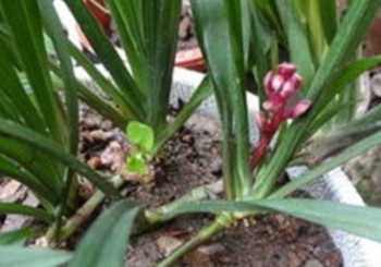 吉祥草养殖方法和注意事项