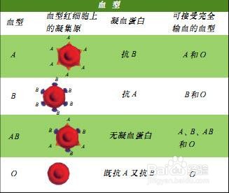 在我国abo血型系统中人数比例最高的是