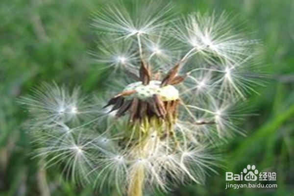 草药就在我们身边：蒲公英