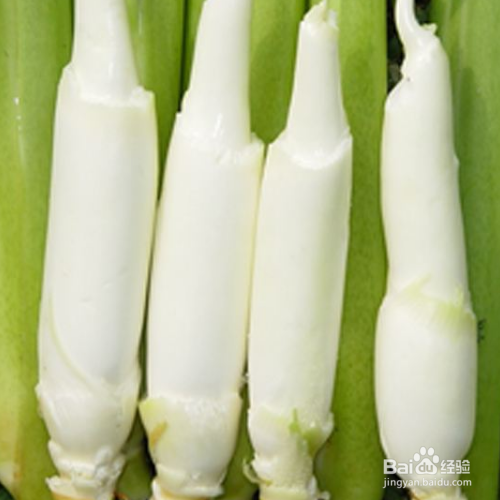 茭白的养殖方法和养殖技巧