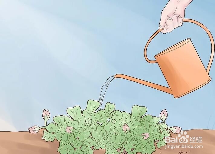 如何种植天竺葵