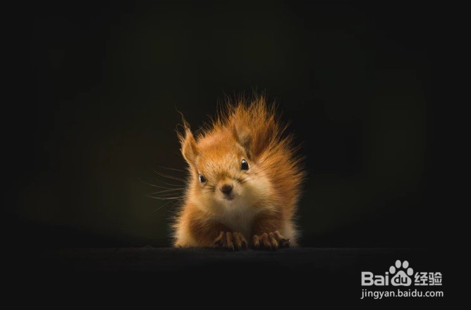 怎么样为松鼠制作一个窝