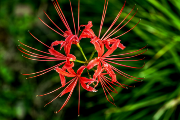 彼岸花多少年开花一次