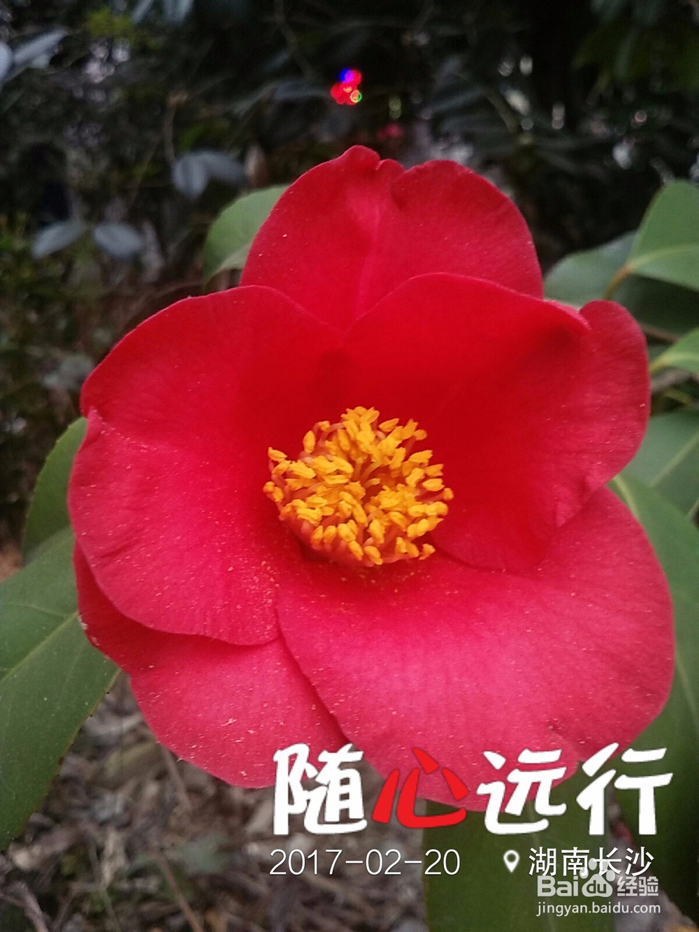 如何避免旅游线路的外部性