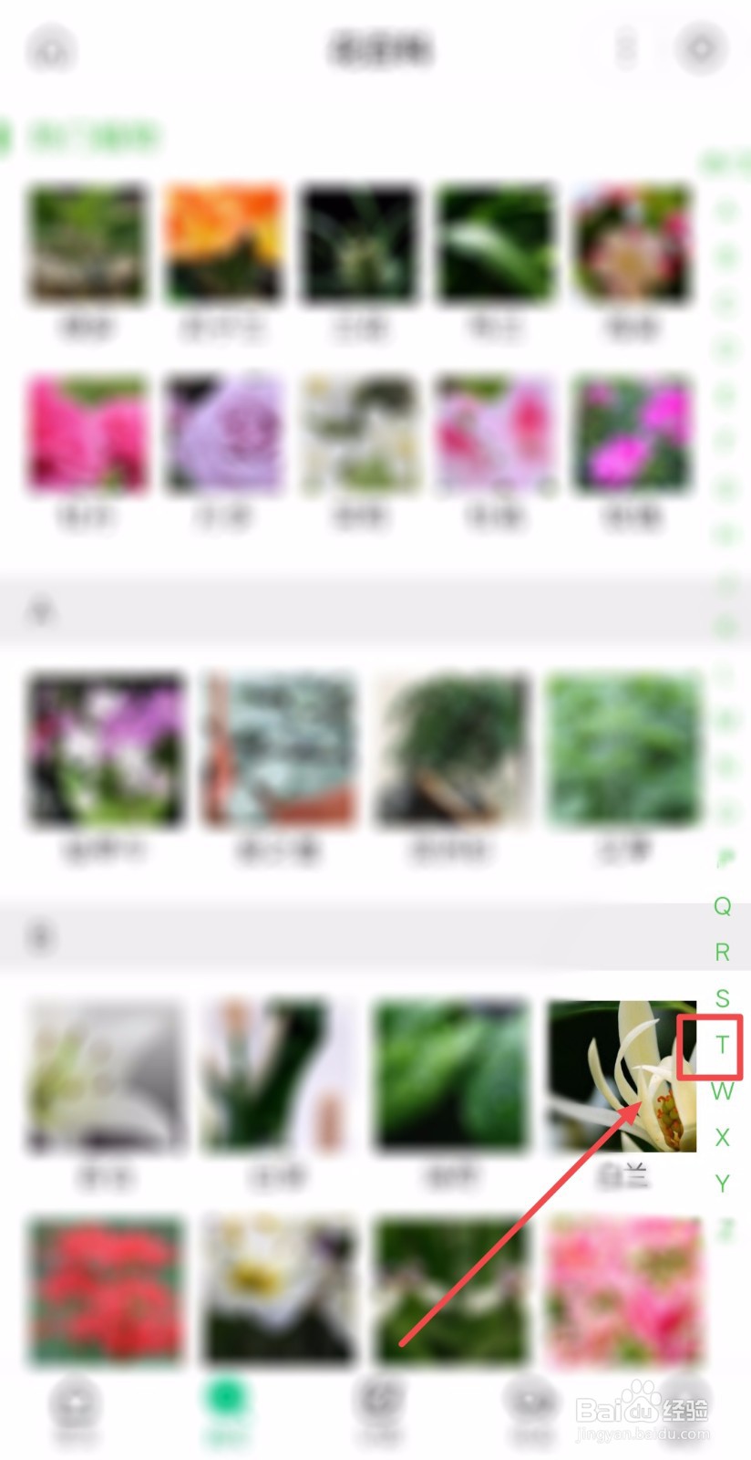 室外铜钱草怎么过冬
