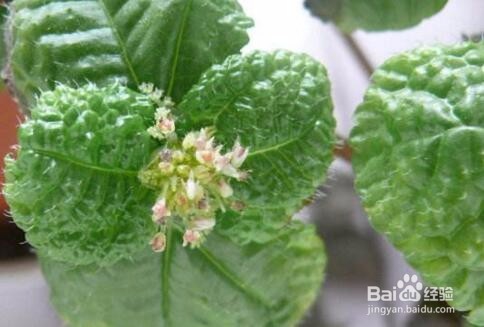 吸毒草和薄荷的区别