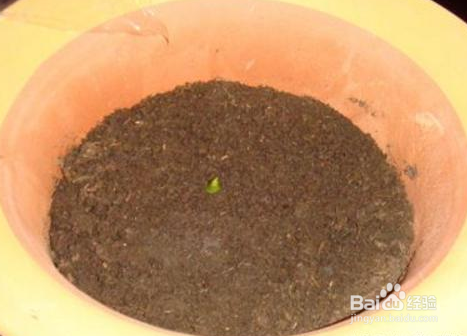 把发芽的芋头埋土里，收获大半盆芋头！