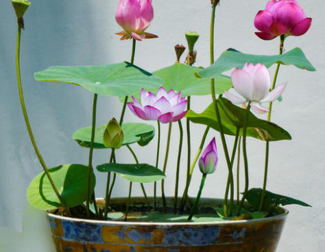 碗莲的种植方法