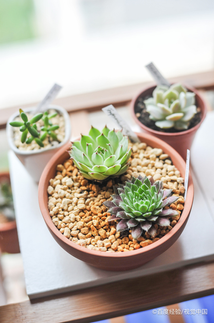 紫乐多肉夏天怎么养