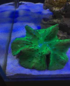 绿木耳皮革珊瑚怎么养