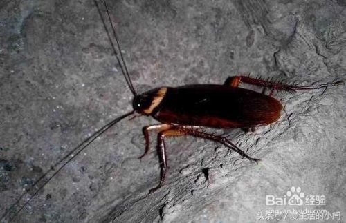 家中看见蟑螂千万不要踩！教你彻底消灭蟑螂！
