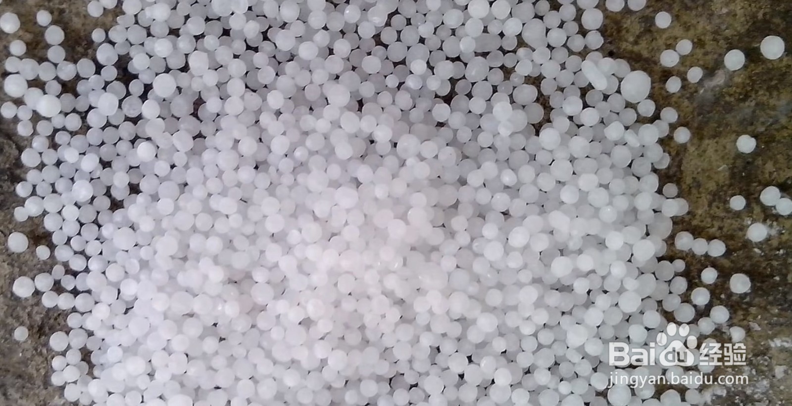 大白菜上有“黑点”还能吃吗?