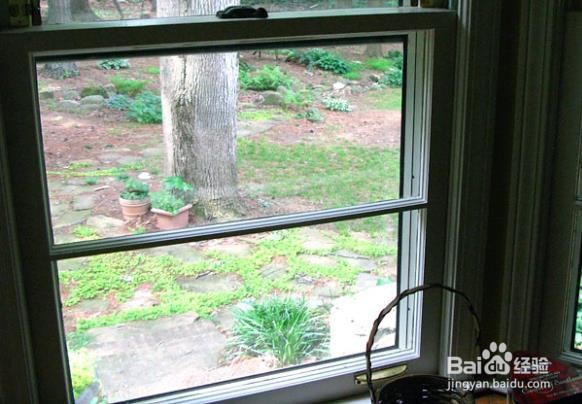 怎样防止鸟啄窗玻璃