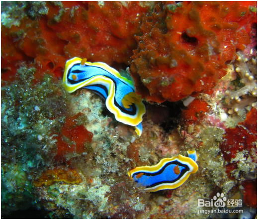 杜马盖地三日游——景点攻略