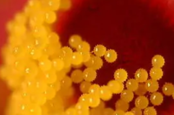 花粉是怎样形成的？